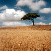 Arbre en Espagne